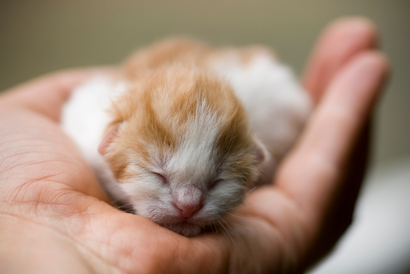 Neonatal Kitten Sleeping in a Hand